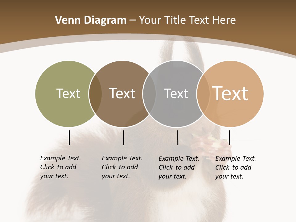 Isolated Brown Eurasian Red Squirrel PowerPoint Template