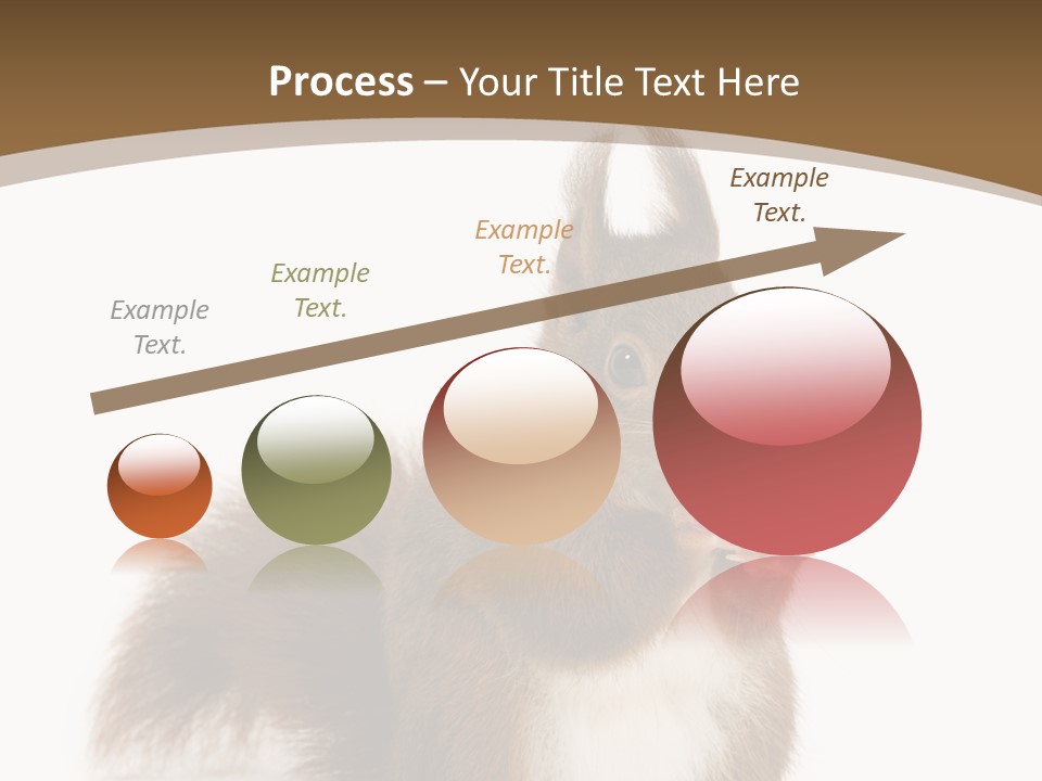 Isolated Brown Eurasian Red Squirrel PowerPoint Template