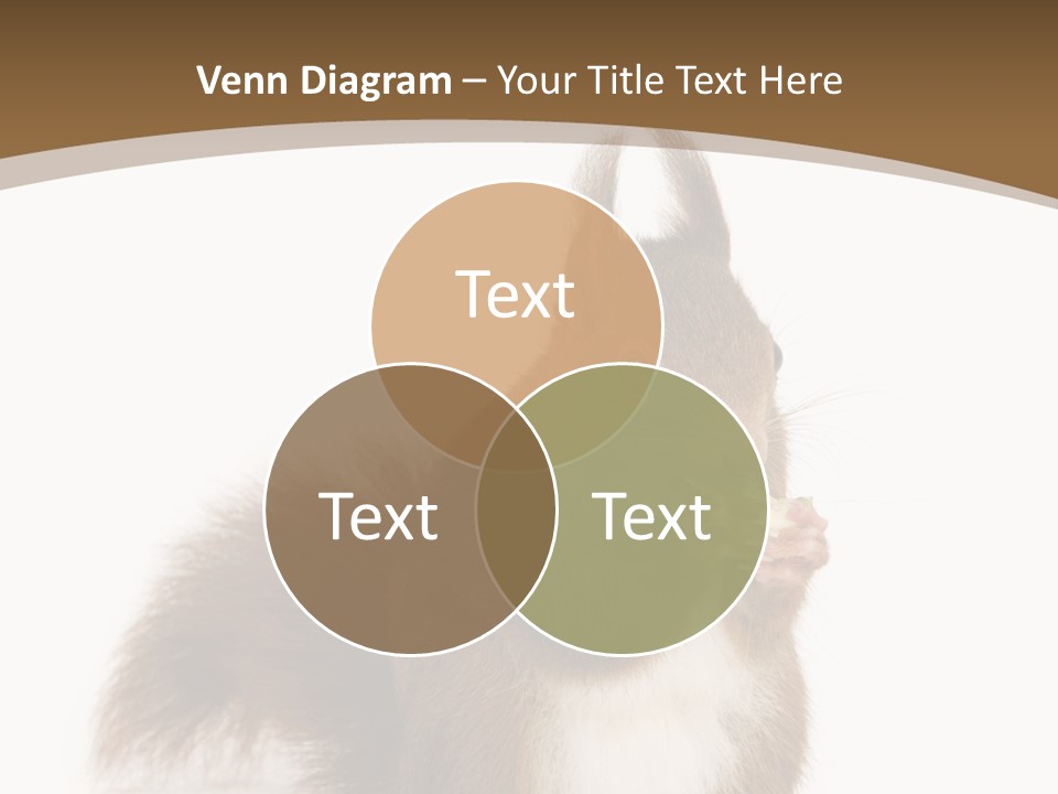 Isolated Brown Eurasian Red Squirrel PowerPoint Template