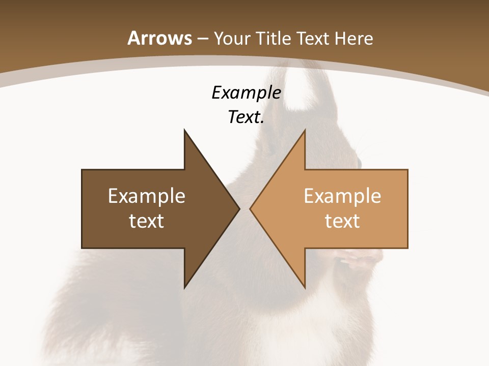 Isolated Brown Eurasian Red Squirrel PowerPoint Template