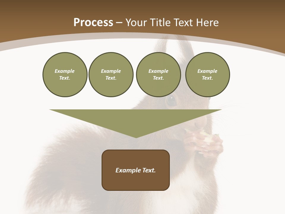 Isolated Brown Eurasian Red Squirrel PowerPoint Template