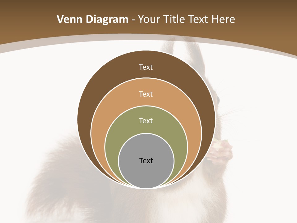 Isolated Brown Eurasian Red Squirrel PowerPoint Template