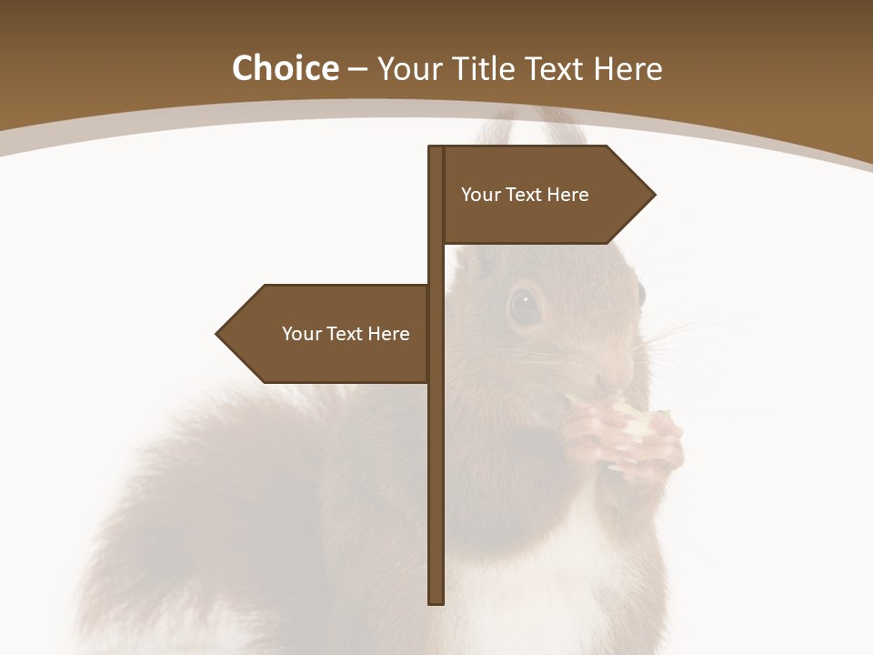 Isolated Brown Eurasian Red Squirrel PowerPoint Template