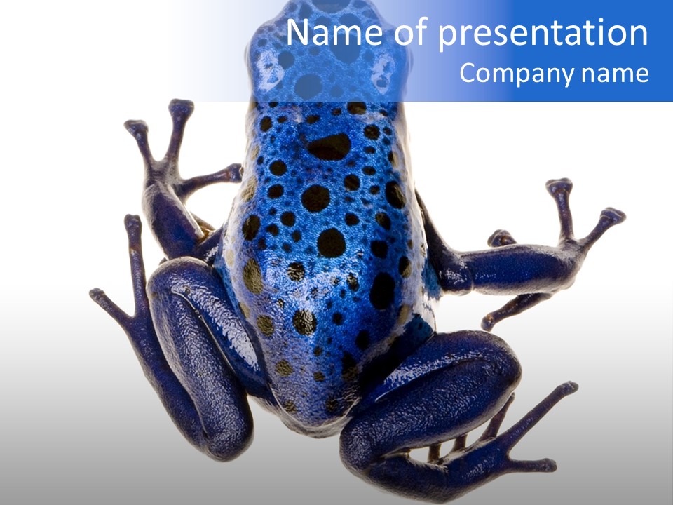 Blue Poison Arrow Frog Animal Dendrobates Azureus PowerPoint Template