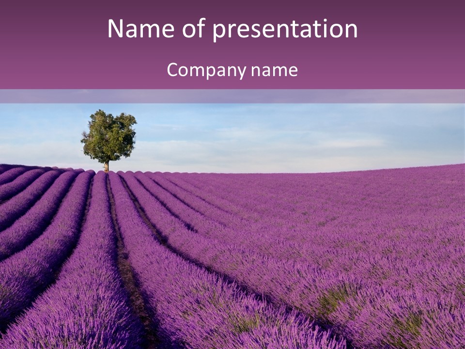 French Line Aroma PowerPoint Template