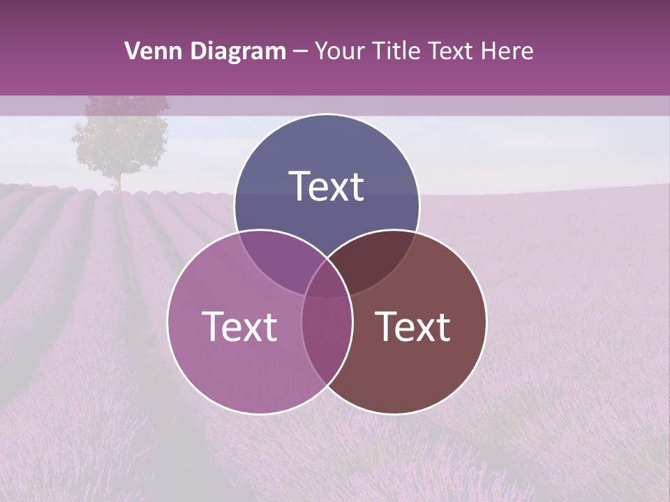 French Line Aroma PowerPoint Template