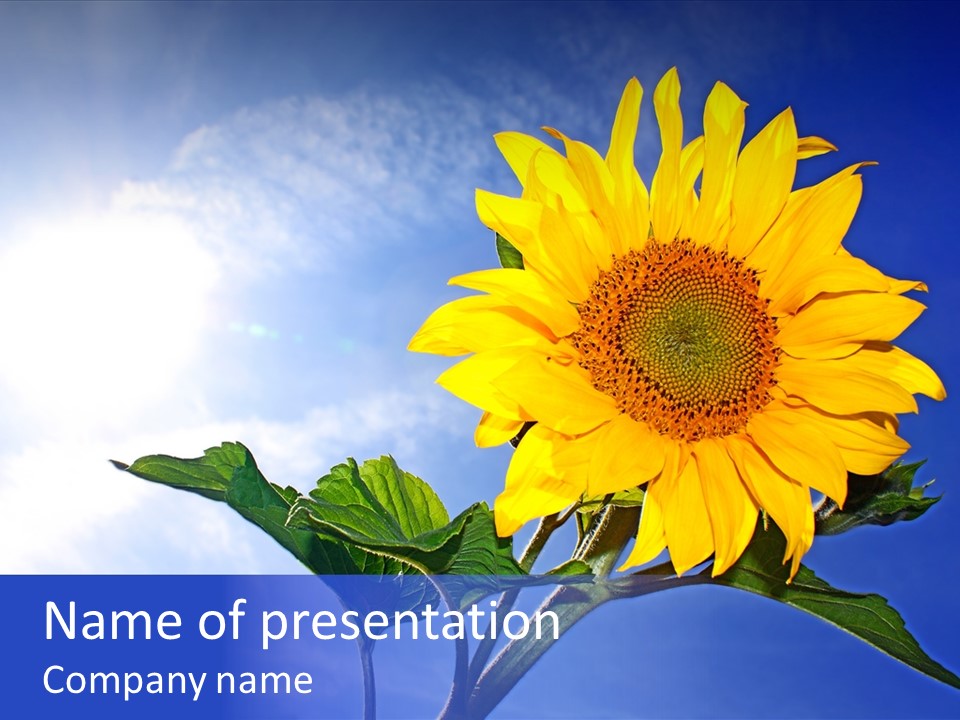 Sunflower Flower Grain PowerPoint Template