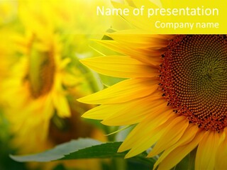 Blooming Floral Background PowerPoint Template