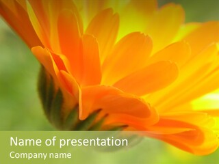 Park Bloom Vegetation PowerPoint Template