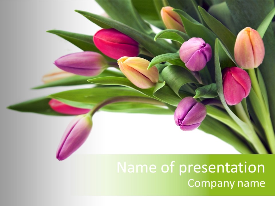 Tulips Pink Spring PowerPoint Template