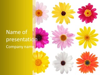 Green Floral Mixed PowerPoint Template