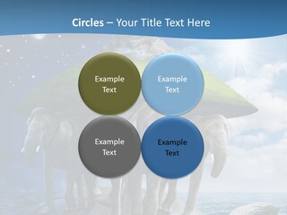 Astrology Animals Moon PowerPoint Template