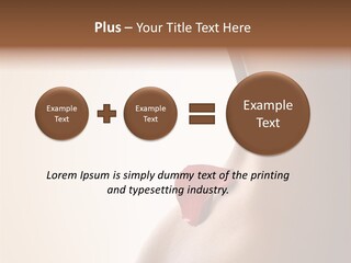 Senteur Relaxation Thalasso PowerPoint Template