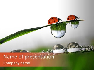 Weather Leaf Water PowerPoint Template