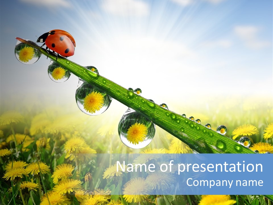 Insect Tranquil Drop PowerPoint Template