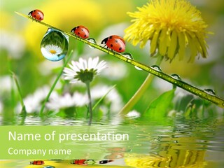 Environmental Raindrop Meadow PowerPoint Template