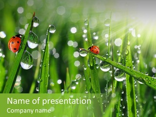 Bright Meadow Lifestyle PowerPoint Template