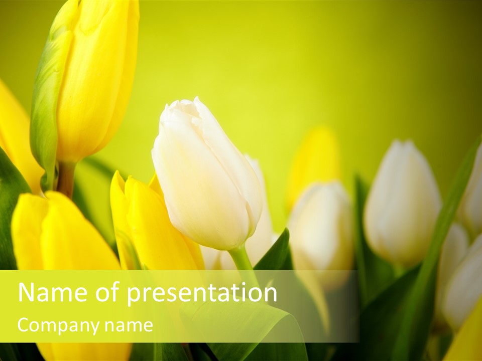 Femine Garden Tulip PowerPoint Template