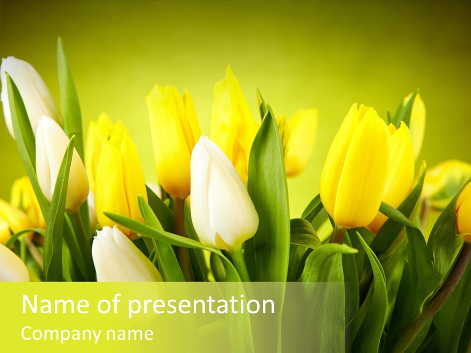 Celebration Isolated Natural PowerPoint Template