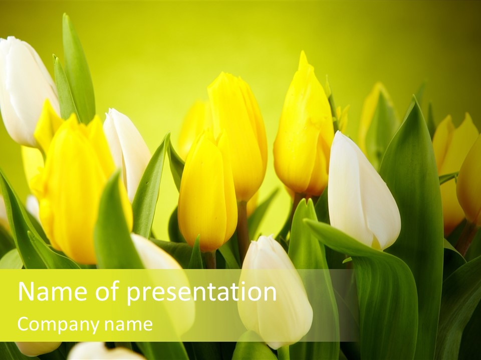 Cream Morning Color PowerPoint Template