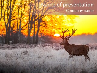 Orange Heather Red Deer PowerPoint Template