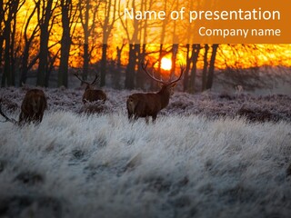Evening Sun Hunting Wildlife PowerPoint Template