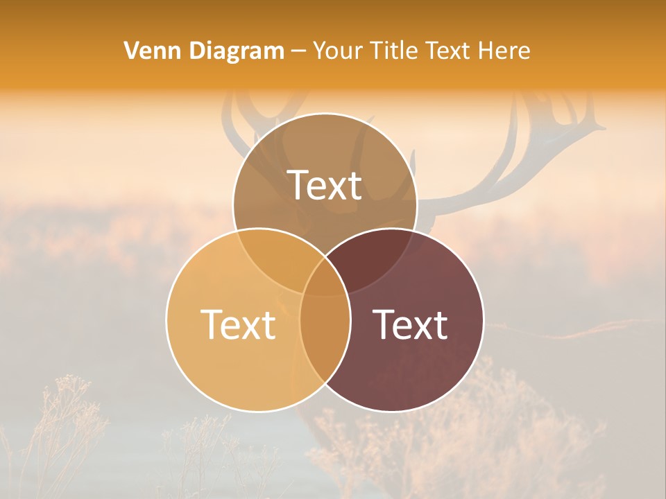 Furniture Contemporary Carpet PowerPoint Template