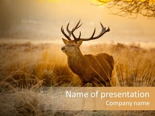 Purple Moor Hunting PowerPoint Template