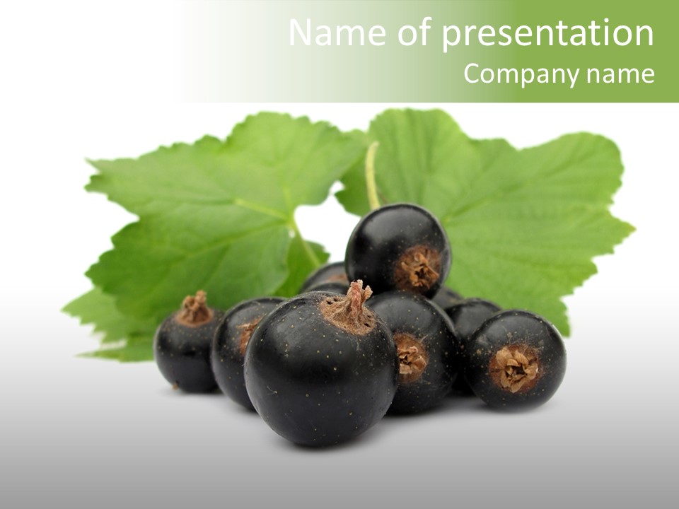 Leaf Ribes Nigrum On White PowerPoint Template