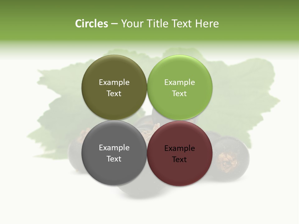 Leaf Ribes Nigrum On White PowerPoint Template