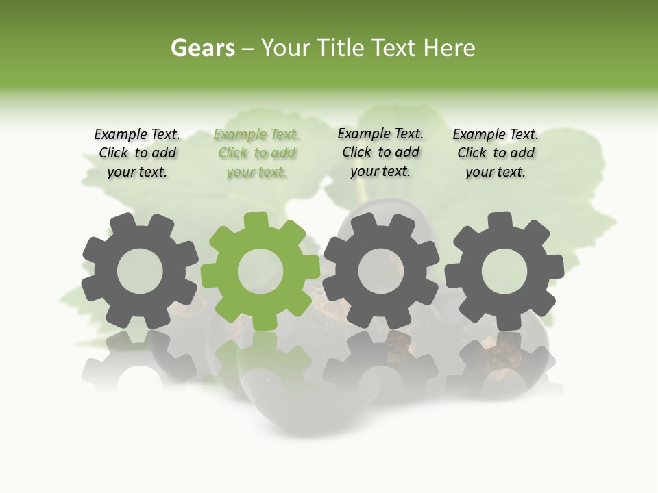 Leaf Ribes Nigrum On White PowerPoint Template