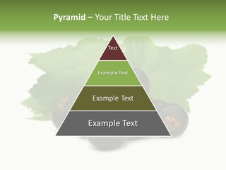 Leaf Ribes Nigrum On White PowerPoint Template