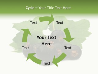 Leaf Ribes Nigrum On White PowerPoint Template