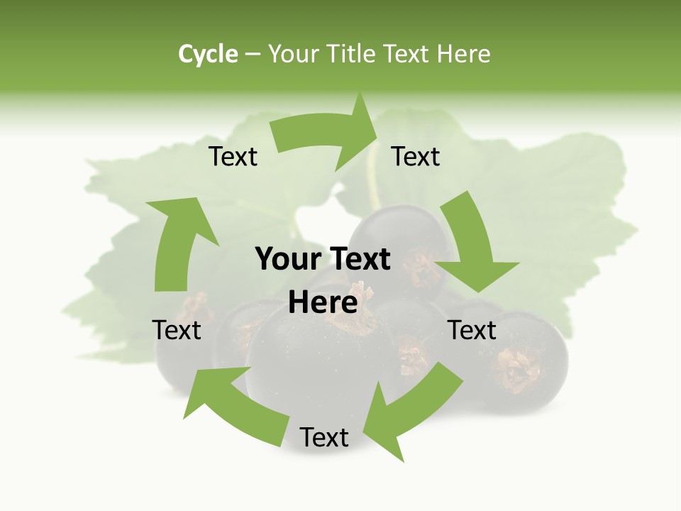 Leaf Ribes Nigrum On White PowerPoint Template