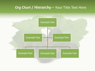 Leaf Ribes Nigrum On White PowerPoint Template