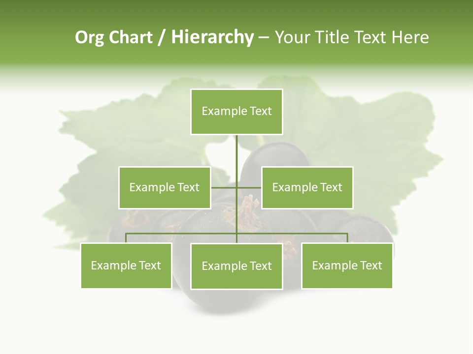 Leaf Ribes Nigrum On White PowerPoint Template