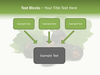 Leaf Ribes Nigrum On White PowerPoint Template