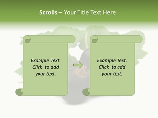 Leaf Ribes Nigrum On White PowerPoint Template