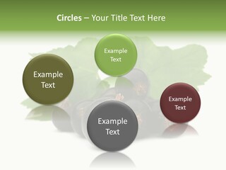 Leaf Ribes Nigrum On White PowerPoint Template