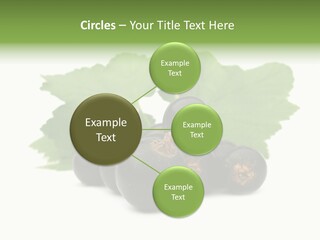 Leaf Ribes Nigrum On White PowerPoint Template
