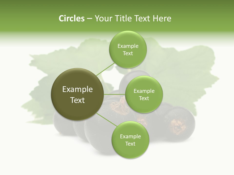 Leaf Ribes Nigrum On White PowerPoint Template