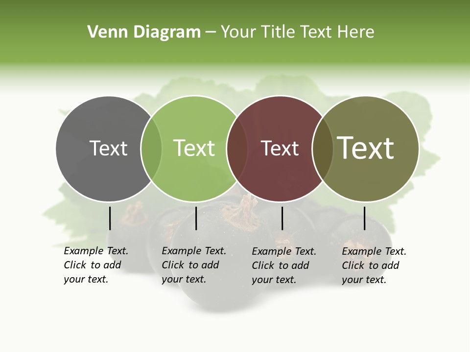 Leaf Ribes Nigrum On White PowerPoint Template