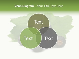 Leaf Ribes Nigrum On White PowerPoint Template