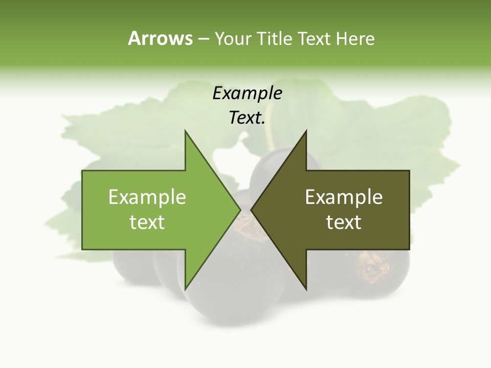 Leaf Ribes Nigrum On White PowerPoint Template