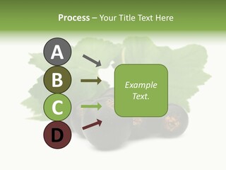 Leaf Ribes Nigrum On White PowerPoint Template