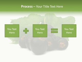 Leaf Ribes Nigrum On White PowerPoint Template