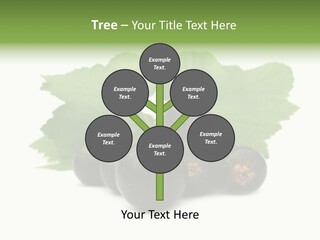 Leaf Ribes Nigrum On White PowerPoint Template