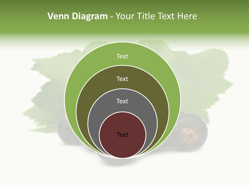 Leaf Ribes Nigrum On White PowerPoint Template