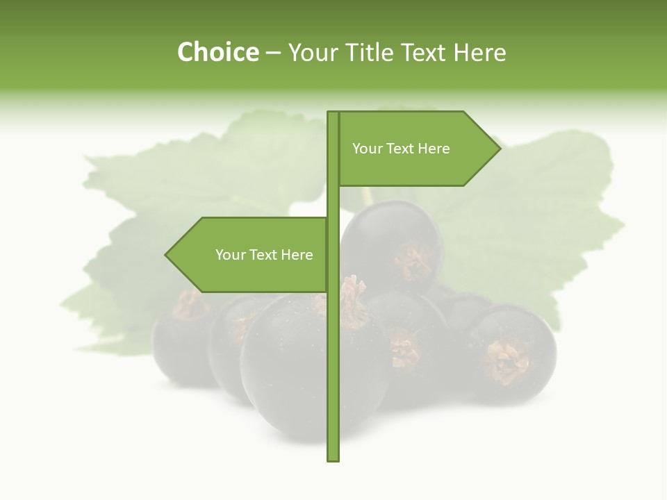 Leaf Ribes Nigrum On White PowerPoint Template