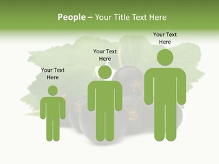 Leaf Ribes Nigrum On White PowerPoint Template